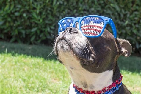 Why the Day After the 4th of July is the Busiest Day for Animal