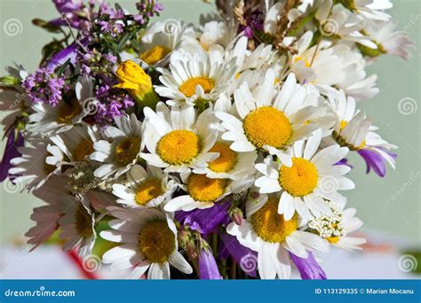 Wild And Beautiful Daisies Bouquet Stock Image Image Of Bunch