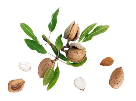 Green Almond Stock Photos Pictures And Royalty Free Images Istock
