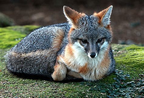 Gray Fox Kits Baby Animal Zoo