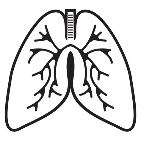 Lung Clipart 20 Free Cliparts Download Images On Clipground 2024