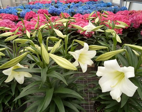 Easter Lily And Hydrangea Longfellows Greenhouses
