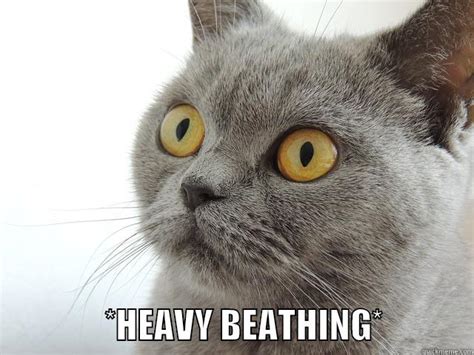 Gray Cat Heavy Breathing Quickmeme