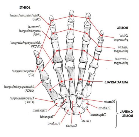 Best 25 Hand Bone Anatomy Ideas On Pinterest Human Hand Bones Wrist