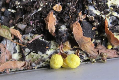 Little Yellow Mushroom Garden Pests Photo Gallery