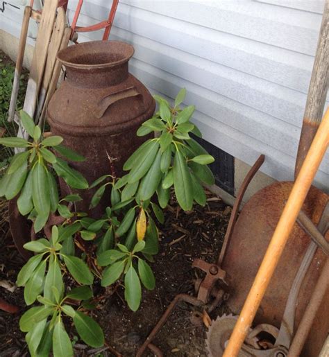 The best two times to divide hydrangeas are in the fall when the leaves have fallen and the bushes are ready to go dormant, or in the early spring before new growth begins. Rusty vintage milk can with hydrangea plants | Vintage ...