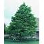Bald Cypress Tree Pictures Facts On Trees