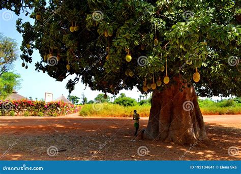 biggest baobab tree in senegal editorial photo image of branch west 192104641