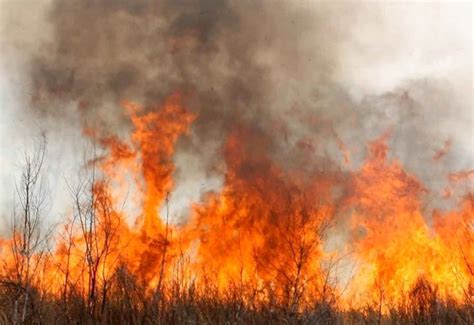 Inhaler Demand Spiked During 2019 20 Bushfires