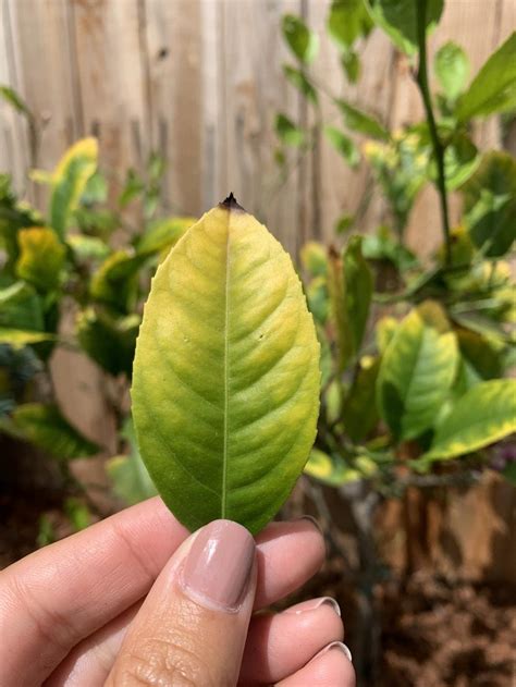 Meyer Lemon Tree Leaves Yellowing And Curling In The Ask A Question