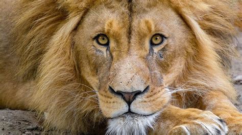 Lions 5 Roaring Facts About The King Of The Beasts Howstuffworks
