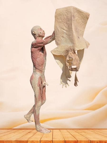 Plastinaci N De Cuerpo Liderazgo