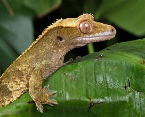 What Do Crested Geckos Eat A Diet And Food Guide