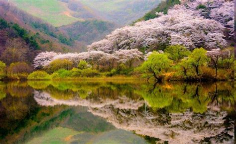 Spring Forest Mountain Lake Reflection Blossoms