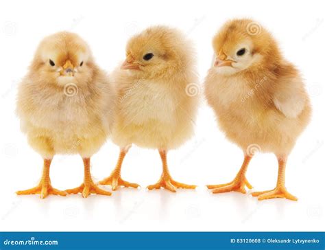 3 Chicks Telegraph