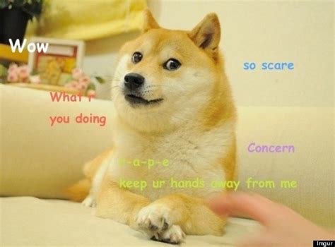 Doge The Shiba Inu Dog Meme Owns The Internet Pictures S