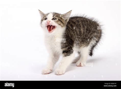 Angry cats cutout hi-res stock photography and images - Alamy