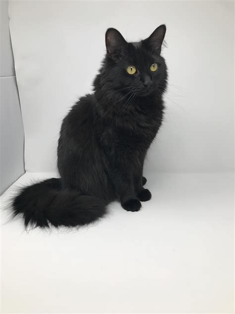Meet Odin! He has super silky fur and is a very handsome boy. He loves