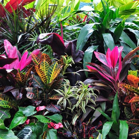 Coloured Foliage Gorgeous Small Tropical Gardens Tropical Garden