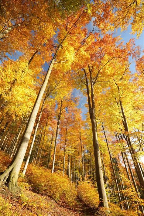 Beech Trees In Autumn Forest Against The Blue Sky Stock Image Image