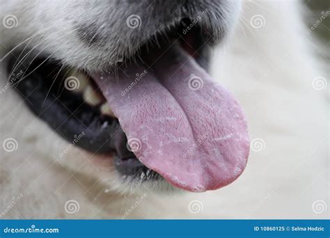 Dog Tongue Stock Image Image Of Mouth Nature Water 10860125