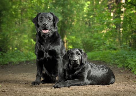 Two Black Labradors Sorprende Con Un Lienzo Photowall