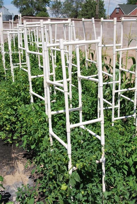 Diy Pvc Tomato Cages Images And Photos Finder