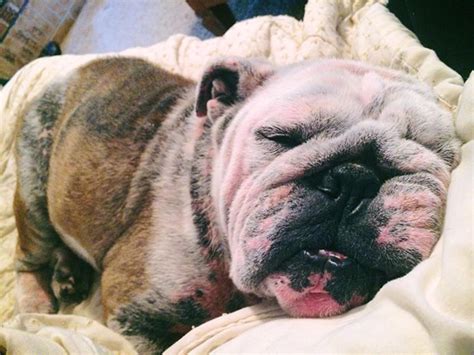 How To Treat Infected Bulldog Wrinkles