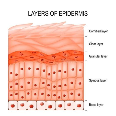 Layers Of Epidermis Vector Illustration Skin Anatomy Epidermis Skin