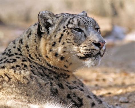 Photos Of Snow Leopards In Zoos Snow Leopard Trust