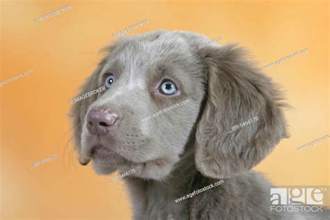 Longhaired Weimaraner Puppy 9 Weeks Stock Photo Picture And Rights