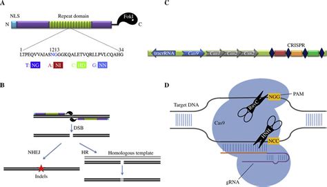 Schematic Principles Of Talen And Crisprcas9 Mediated Genomic