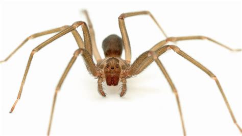 Tennessee Teen Once Bitten Now Scared Of Brown Recluse Spiders Abc News
