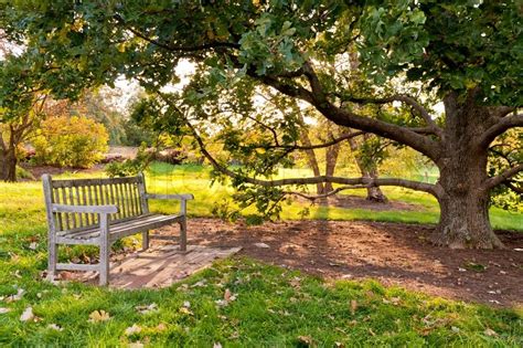 Bench And Oak Tree In City Park In The Autumn Stock