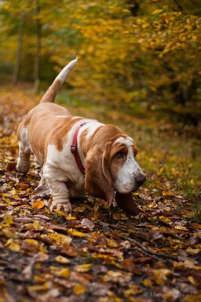 Wondering Through Autumn Dogs Hound Puppies Basset