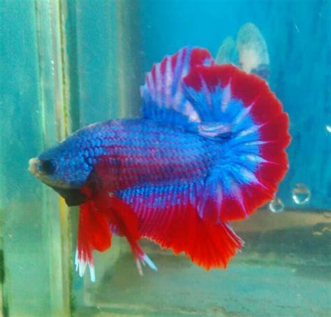 Jual Ikan Cupang Hmpk Maskot Kota Bekasi 22bettafish Tokopedia