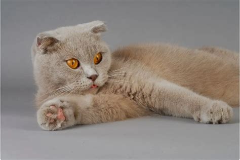 What You Need To Know About The Scottish Fold Munchkin Cat Animalfate