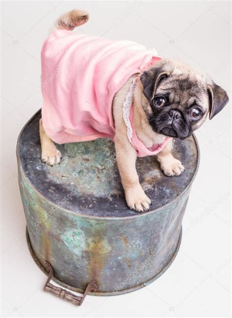 Cute Pug Puppy Dog In Pink Dress Stock Photo By ©dogfordstudios 13744418