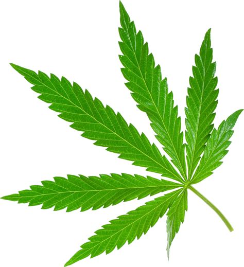 Cannabis Png Image For Free Download