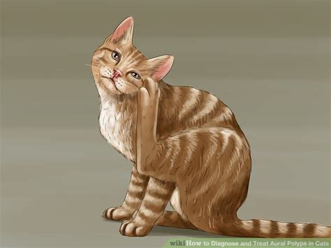 How To Diagnose And Treat Aural Polyps In Cats 11 Steps