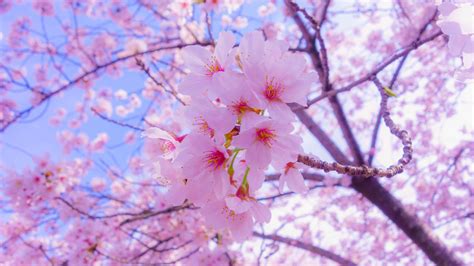 Download Wallpaper 1920x1080 Sakura Flowers Bloom Spring Pink Full