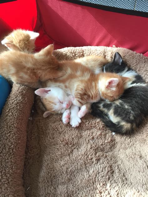 Kitten Bundle At 4 Weeks Old Rkittens