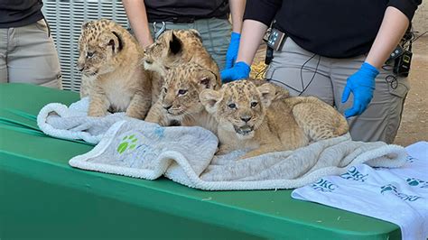 Okc Zoo Announces Names Of Four African Lion Cubs