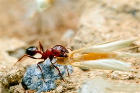 Strong Jaws Of Red Ant Close Up Stock Image Image Of Life Insect