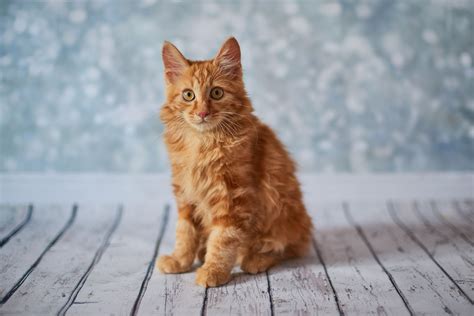 American Bobtail Full Profile History And Care