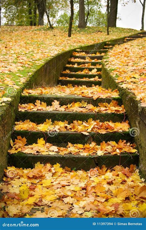 Stairs With Autumn Leaves Stock Photo Image Of Yellow 11397394