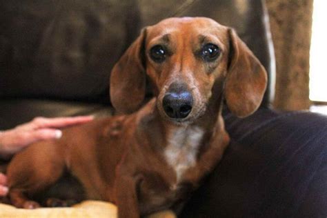 The dachshund puppies for sale kansas here on uptown will be a loyal companion to all family members, while being independent enough to do their own thing when it suits them. Dachshund Rescue Kansas City | PETSIDI