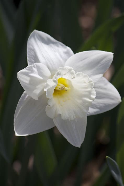 White Trumpet Daffodil Mount Hood Spring Perennials Daffodils