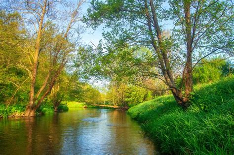 Summer River Landscape Of Riverside In Green Forest Scenery River