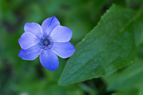 single blue flower | Bio Lonreco Inc.